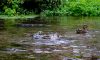 Ducks frolicking in the River Kennet at Town Mill earlier today (Weds 2 Sept)