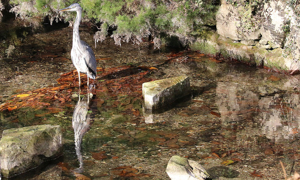 Taken on the River Kennet by Town Mill