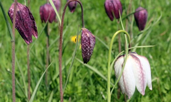 March-Fritillaries-from-Stonebridge-Meadow_Eric
