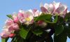 April apple blossom - pic - Eric Gilbert