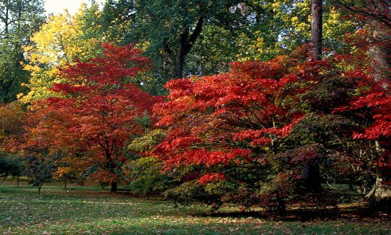 Striking colours of early Autumn
