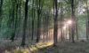 Savernake in its natural beauty